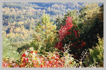 leaves1.jpg