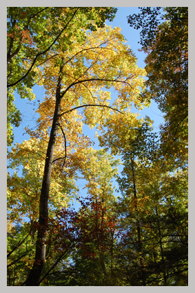 leaves2.jpg