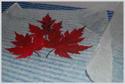redleaves.jpg