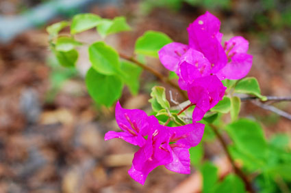 flower425.jpg