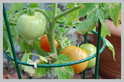 tomato1.jpg