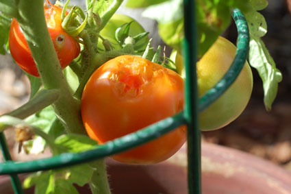 tomatobite2.jpg