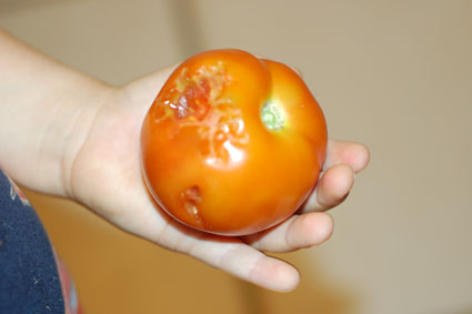 tomatobite3.jpg