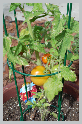 tomatotall.jpg