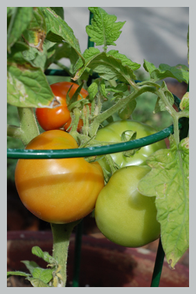 tomatotall2.jpg