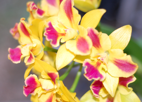 orchid.jpg