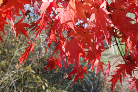fall_1.jpg