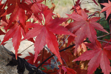 fall_2.jpg