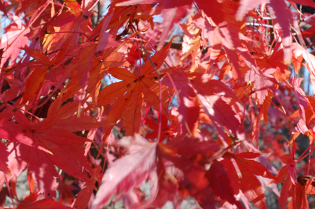 fall_3.jpg