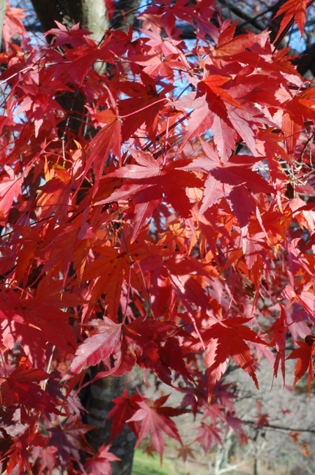 fall_4.jpg