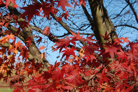 fall_5.jpg
