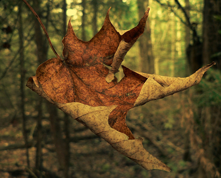 leaf.jpg