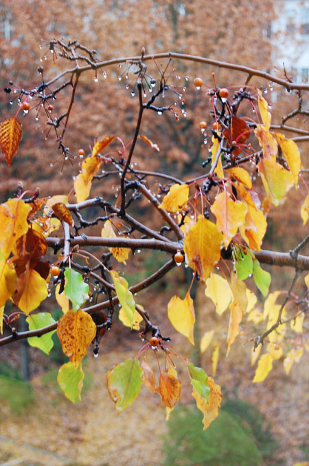 leaves.jpg
