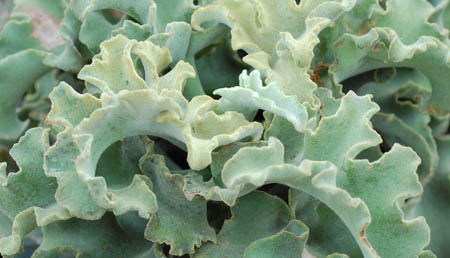 cabbage.jpg