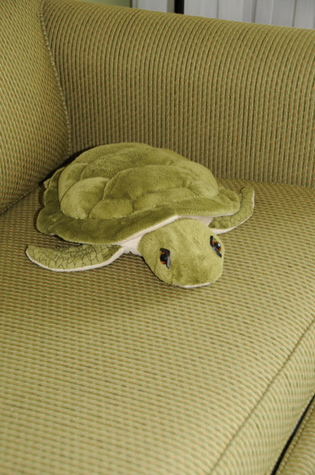 naplesturtle.jpg