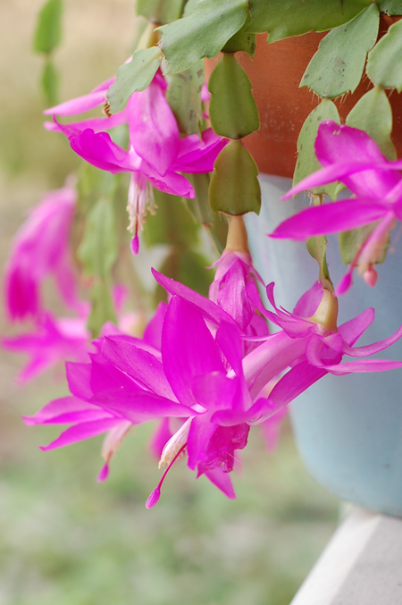 cactus4.jpg